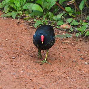 Wild Eurasian common moorhen (Gallinula chloropus chloropus), 2023-10-04