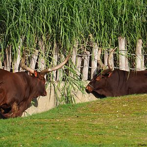 Ankole-Watusi cattle (Bos taurus indicus), 2023-10-04