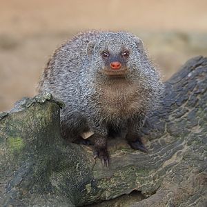 Banded mongoose (Mungos mungo), 2023-10-04