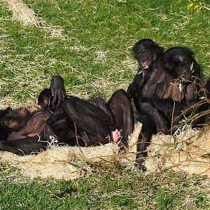 Bonobos (Pan paniscus), 2023-10-04