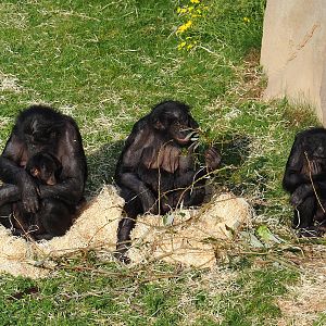 Bonobos (Pan paniscus), 2023-10-04