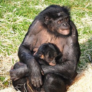 Bonobos (Pan paniscus), 2023-10-04