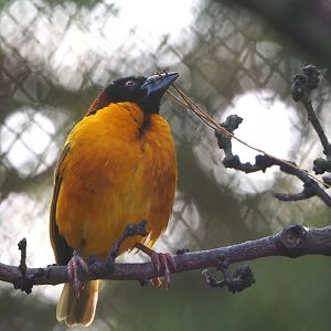 Village weaver (Ploceus cucullatus), 2023-10-04