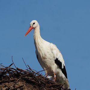 European white stork (Ciconia ciconia), 2023-10-04