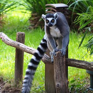 Ring-tailed lemur (Lemur catta), 2023-10-04