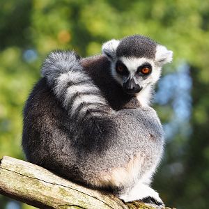 Ring-tailed lemur (Lemur catta), 2023-10-04