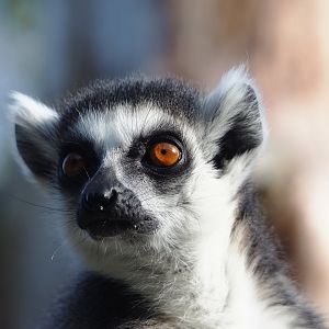 Ring-tailed lemur (Lemur catta), 2023-10-04