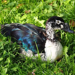 African comb duck (Sarkidiornis melanotos), 2023-10-04