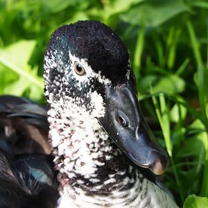 African comb duck (Sarkidiornis melanotos), 2023-10-04