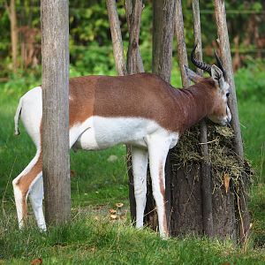 Mhorr gazelle (Nanger dama mhorr), 2023-10-04