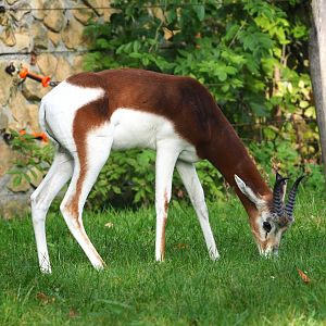 Mhorr gazelle (Nanger dama mhorr), 2023-10-04