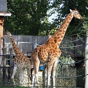 Kordofan giraffes (Giraffa camelopardalis antiquorum), 2023-10-04