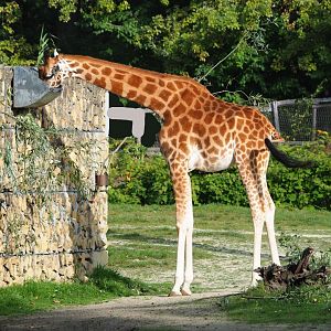 Kordofan giraffe (Giraffa camelopardalis antiquorum), 2023-10-04