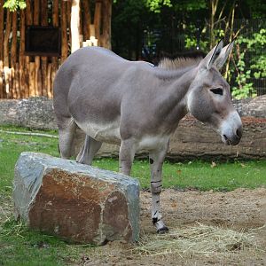 Somali wild ass (Equus africanus somaliensis), 2023-10-04