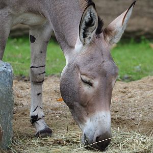 Somali wild ass (Equus africanus somaliensis), 2023-10-04
