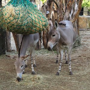 Somali wild ass (Equus africanus somaliensis), 2023-10-04