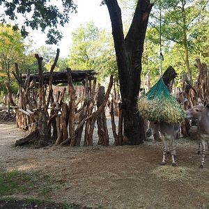 Separation area for Saharan Dorcas gazelles in Somali wild ass, Saharan Dorcas gazelle and North African ostrich exhibit, 2023-10-04