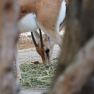 Saharan Dorcas gazelle (Gazella dorcas osiris), 2023-10-04
