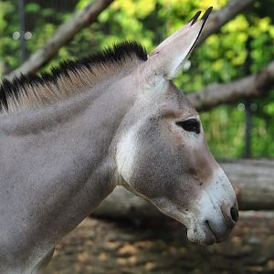 Somali wild ass (Equus africanus somaliensis), 2023-10-04
