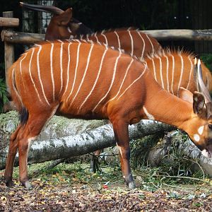 Mountain bongo (Tragelaphus eurycerus isaaci), 2023-10-04