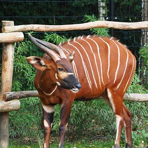 Mountain bongo (Tragelaphus eurycerus isaaci), 2023-10-04