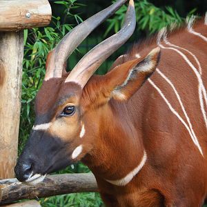 Mountain bongo (Tragelaphus eurycerus isaaci), 2023-10-04