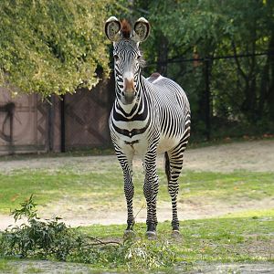 Grévy's zebra (Equus grevyi), 2023-10-04