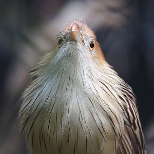 Guira cuckoo (Guira guira), 2023-10-04