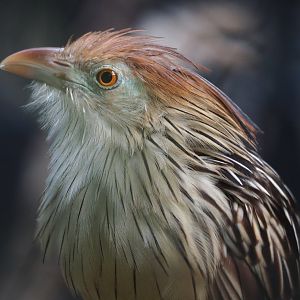 Guira cuckoo (Guira guira), 2023-10-04
