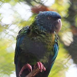 Blue-headed macaw (Primolius couloni), 2023-10-04