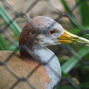 Giant wood rail (Aramides ypecaha), 2023-10-04
