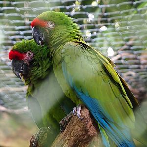 Mexican military macaws (Ara militaris mexicana), 2023-10-04