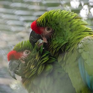 Mexican military macaws (Ara militaris mexicana), 2023-10-04