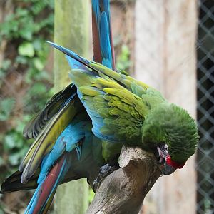 Mexican military macaw (Ara militaris mexicana), 2023-10-04