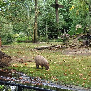Guanaco, Capybara and Darwin's rhea in one photo,  2023-10-04
