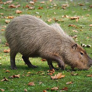 Capybara (Hydrochoerus hydrochaeris), 2023-10-04