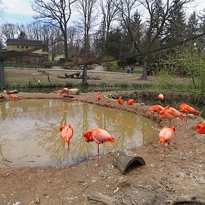 Amerika-Tierpark: Flamingo-Land (species list in comments)