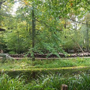 Golden-headed lion tamarin and White-faced saki island (walk-through), 2023-10-04