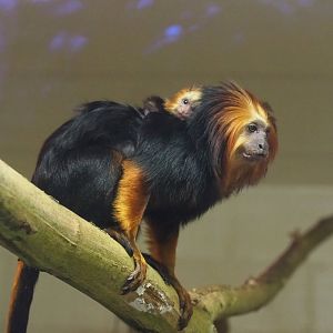 Golden-headed lion tamarin (Leontopithecus chrysomelas), 2023-10-04