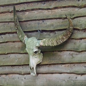 Water buffalo skull, 2023-10-04