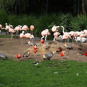 Chilean flamingos and ibises, 2023-10-04