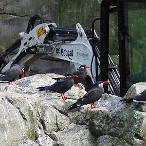 Inca terns (Larosterna inca), 2023-10-04