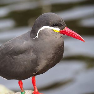 Inca tern (Larosterna inca), 2023-10-04