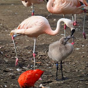 Chilean flamingo (Phoenicopterus chilensis) with chick, 2023-10-04
