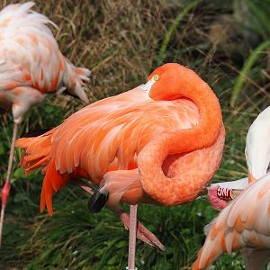 American flamingo (Phoenicopterus ruber), 2023-10-04