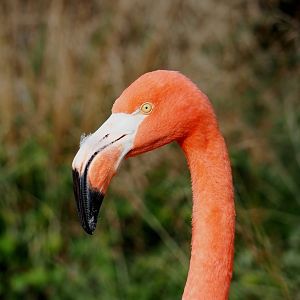 American flamingo (Phoenicopterus ruber), 2023-10-04