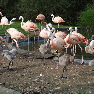 Chilean flamingos (Phoenicopterus chilensis) with chicks, 2023-10-04