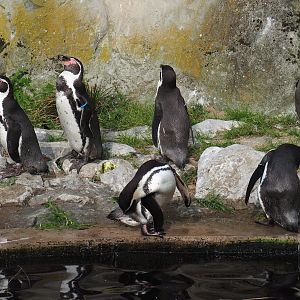 Humboldt penguins (Spheniscus humboldti), 2023-10-04