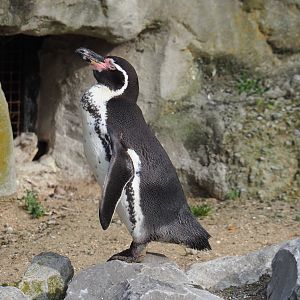 Humboldt penguin (Spheniscus humboldti), 2023-10-04