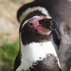 Humboldt penguin (Spheniscus humboldti), 2023-10-04
